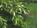 Prunus Serotina